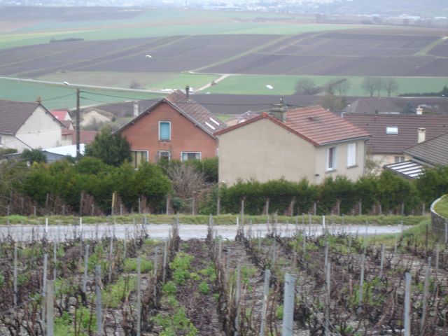 Vineyards at Cuis in Champagne